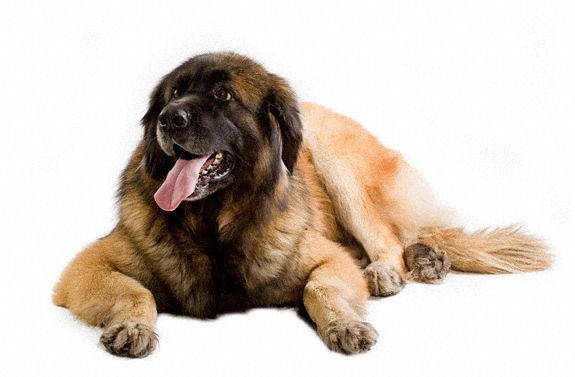 Leonberg Leonberger Hund