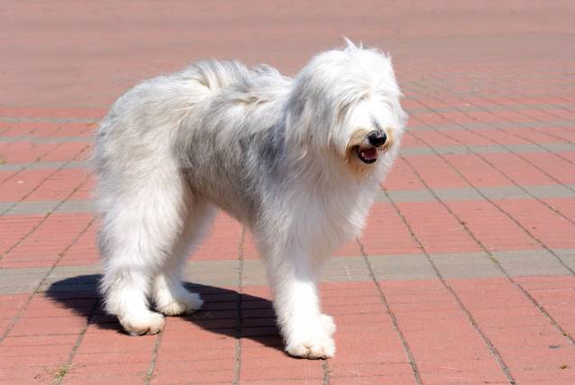  Russischer Schäferhund Hund