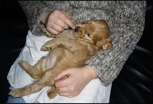 Golden Susi Cocker Spaniel Hund