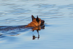Un Malinois qui nage dans un lac