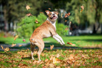 American Staffordshire Terrier Bild