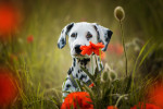 Un Dalmatien assis dans un champ de fleurs 