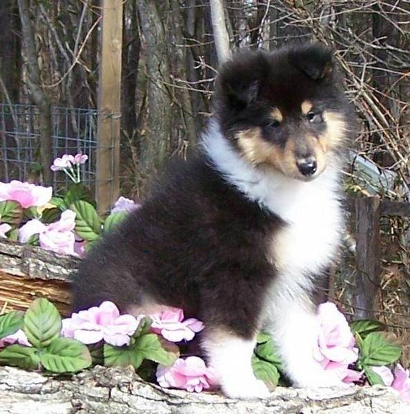 coli Collie Hund