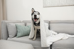 Un Husky Sibérien assis sur un canapé gris avec un plaid sur la tête