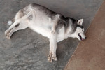 Un Husky Sibérien en surpoids 