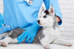 Un chiot Husky Sibérien en train de se faire vacciner