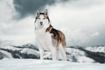 Un beau Husky de Sibérie debout en haut d'une montagne dans la neige