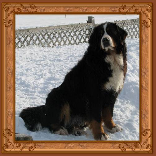 Métis Berner Sennenhund Hund