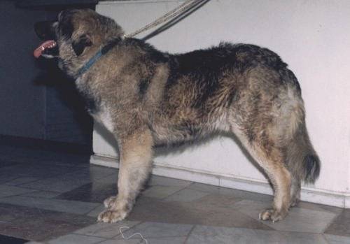 Chien de Berger Roumain des Carpathes Ciobanesc Romanesc Carpatin Hund