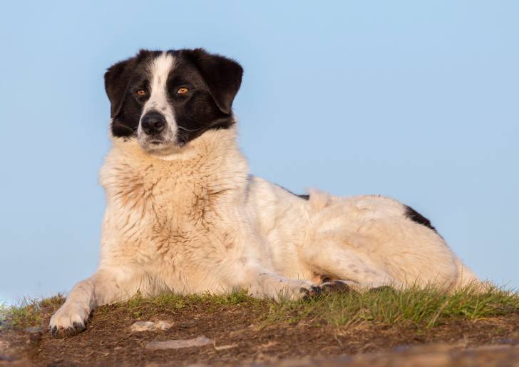  Ciobanesc Romanesc Carpatin Hund