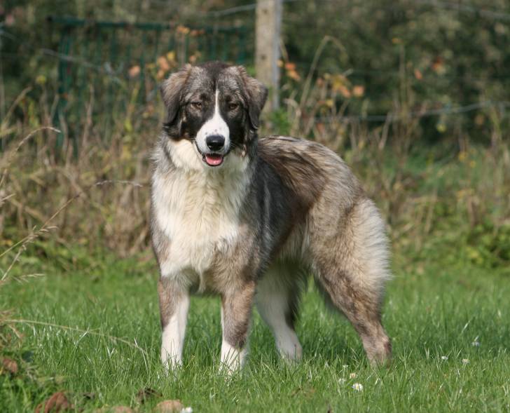  Ciobanesc Romanesc Carpatin Hund