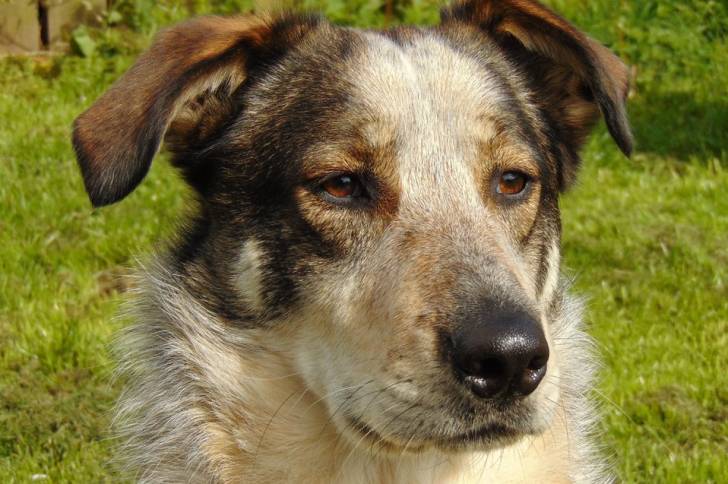  Ciobanesc Romanesc Carpatin Hund