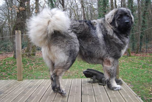 Hurrican Berger du Caucase 10 mois Kaukasischer Owtscharka Hund