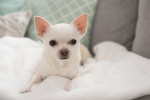 Un Chihuahua allongé sur un plaid