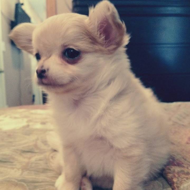 Teddy Chihuahua Hund